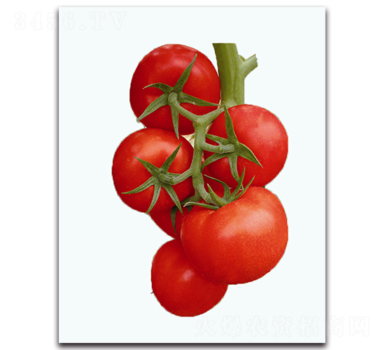 ؐ���S-���ѷN��-��֮��