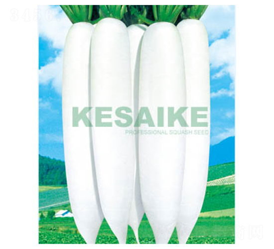 ��ѩ��-�}���N��-�wِ�w