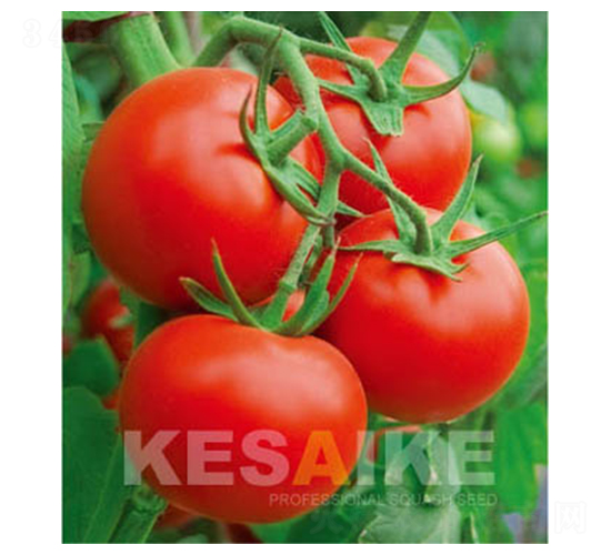 �P�t-���ѷN��-�wِ�w