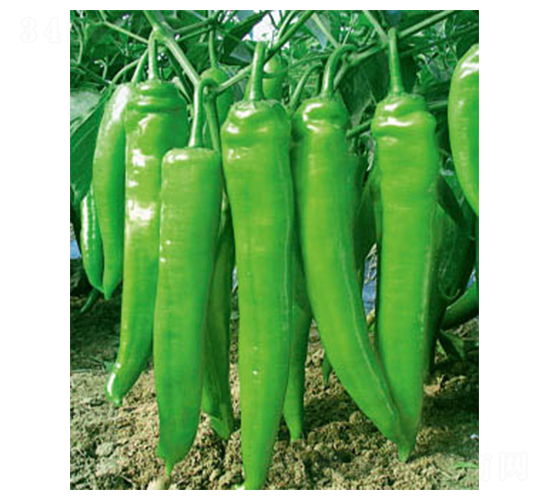 ِ�S��̖-�����N��-�wِ�w