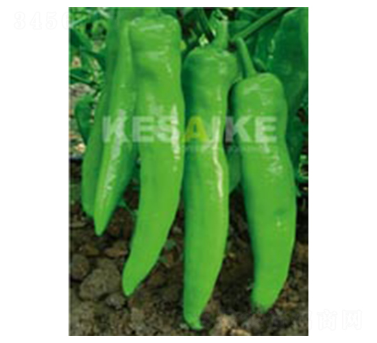 ِ�S��̖-�����N��-�wِ�w