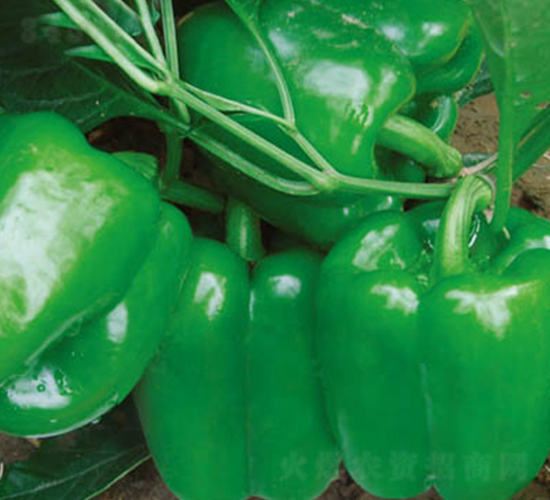 ِ����̖-�𽷷N��-�wِ�w