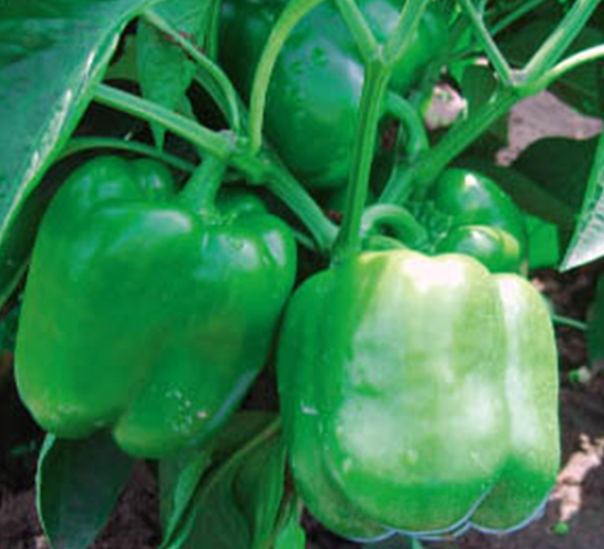 ِ����̖-�𽷷N��-�wِ�w