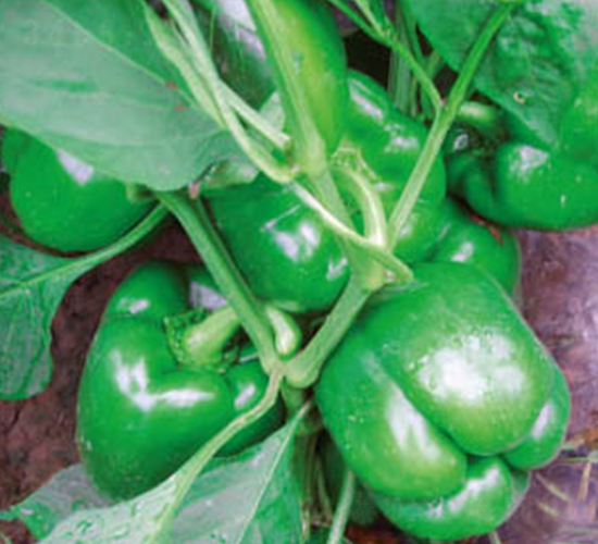 ����-�𽷷N��-�wِ�w