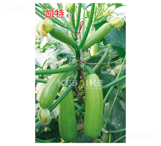 �P��F1-�����J�N��-�wِ�w