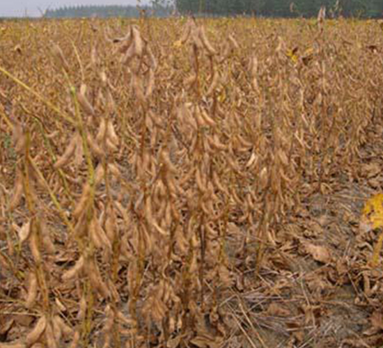 ���S13-�󶹷N��-�|���r(n��ng)�I(y��)