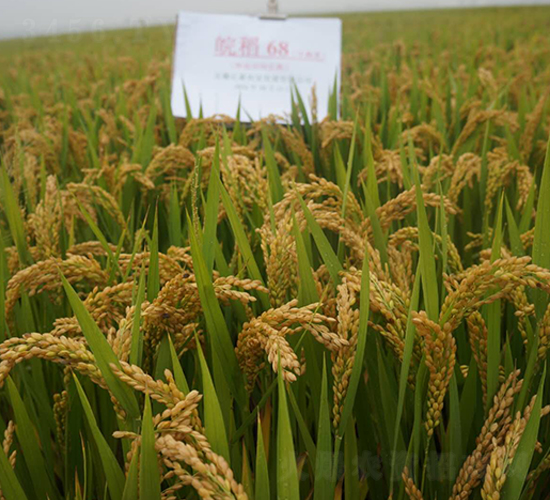 �68-Ŵ���N��-�|���r(n��ng)�I(y��)