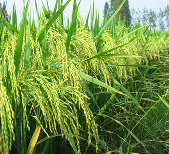 II��(y��u)1104-ˮ���N��-����N�I(y��)