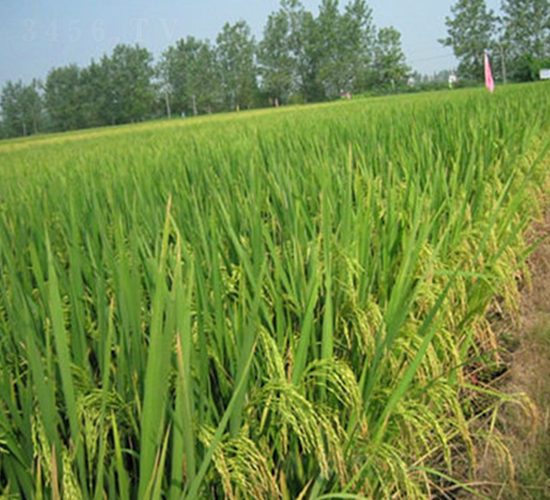 ����1̖(h��o)-ˮ���N��-����N�I(y��)