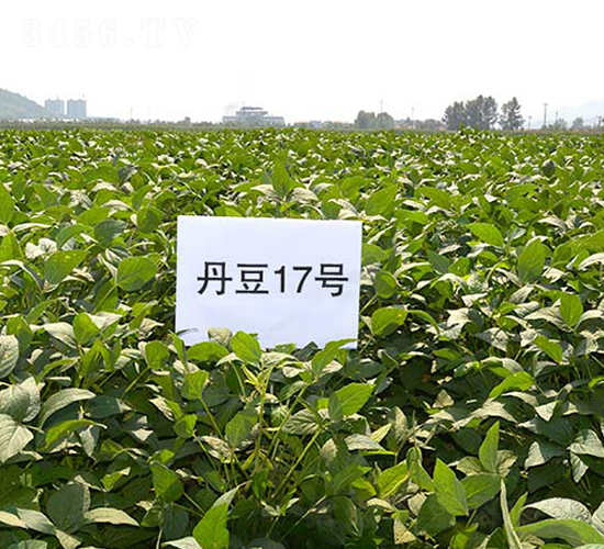 ����17̖-�󶹷N��-����N�I(y��)