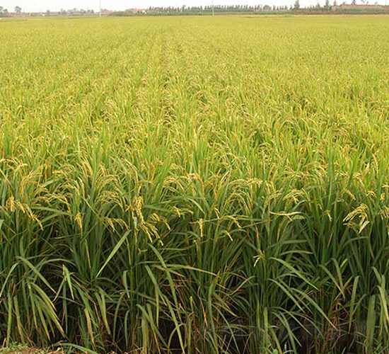 ����20̖-ˮ���N��-����N�I(y��)