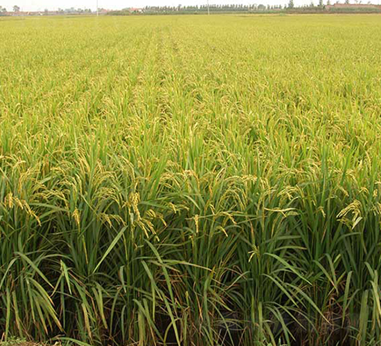 ����21̖(h��o)-ˮ���N��-����N�I(y��)