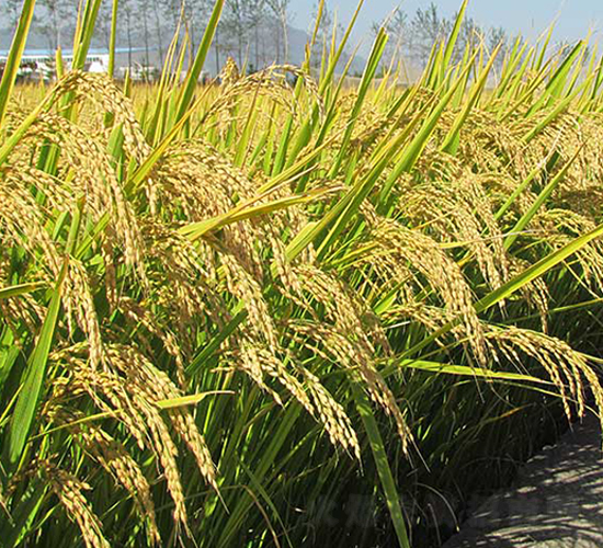 ����17̖(h��o)-ˮ���N��-����N�I(y��)