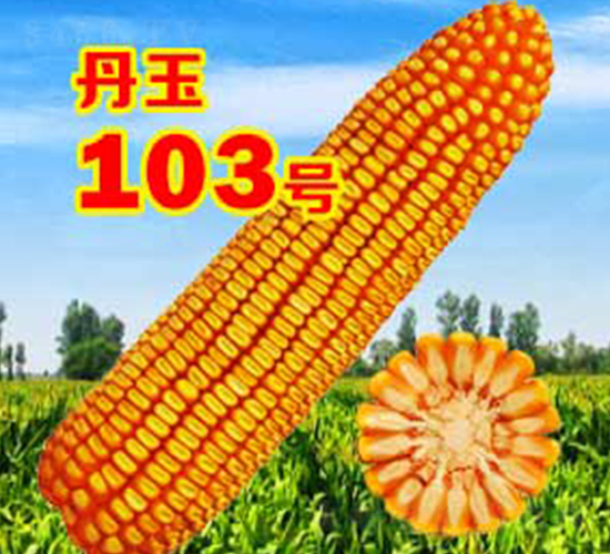 ����103̖-���׷N��-����N�I(y��)