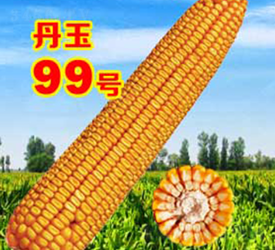 ����99̖-���׷N��-����N�I(y��)