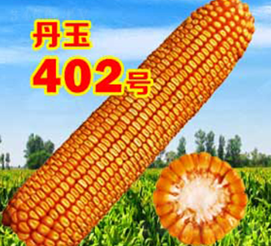 ����402̖-���׷N��-����N�I(y��)