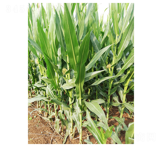 ����8̖-���׷N��-���r(n��ng)