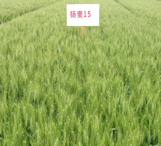 �P��15-С���N��-������