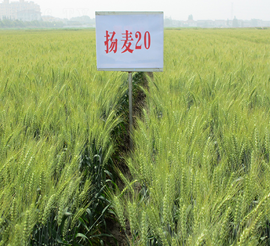 �P��20-С���N��-������