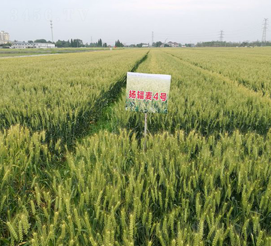 �P(y��ng)ݗ��4̖(h��o)-С���N��-������