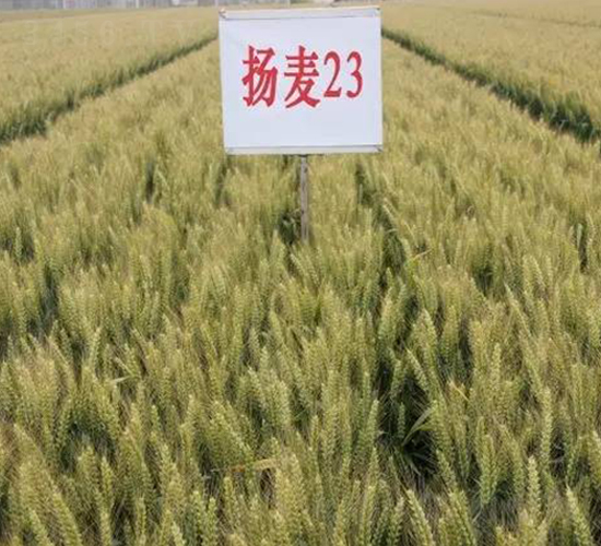 �P(y��ng)��23-С���N��-������