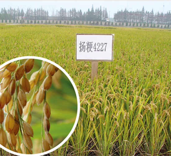 �P(y��ng)��4227-ˮ���N��-������