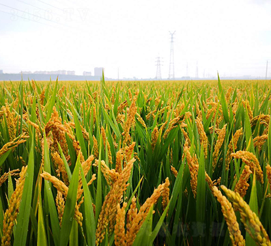 �P��3012-ˮ���N��-������