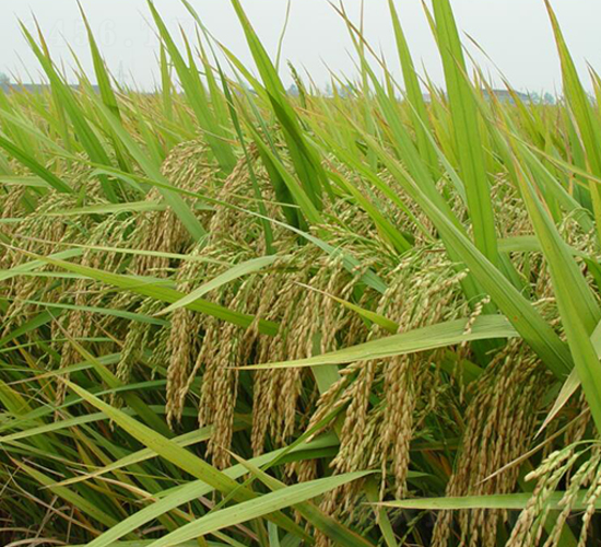 �S��(y��u)��ռ-ˮ���N��-������