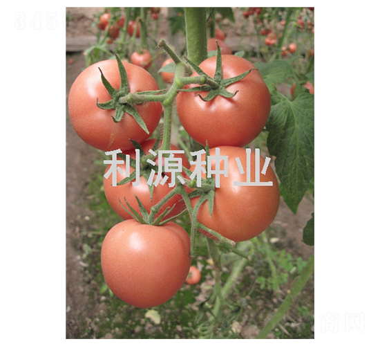 ���2̖-���ѷN��-��Դ�N�I(y��)