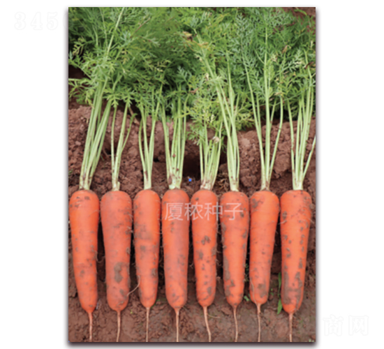 �B�t��̖-���}���N��-�B���r(n��ng)�I(y��)