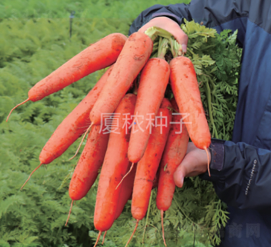 �B�t��̖(h��o)-���}���N��-�B���r(n��ng)�I(y��)