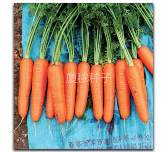 �S�tһ̖(h��o)-���}���N��-�B���r(n��ng)�I(y��)