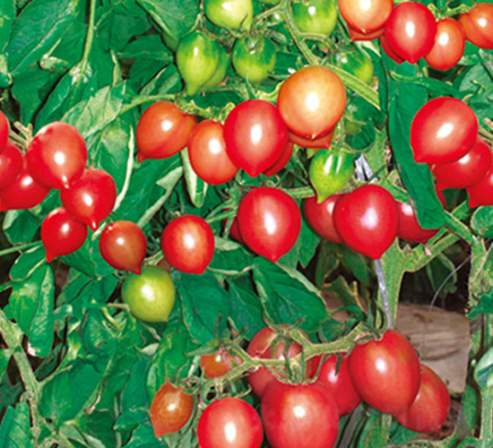 С����-���ѷN��-�G����