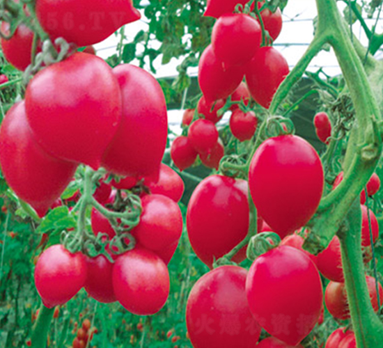 ����-���ѷN��-�G����