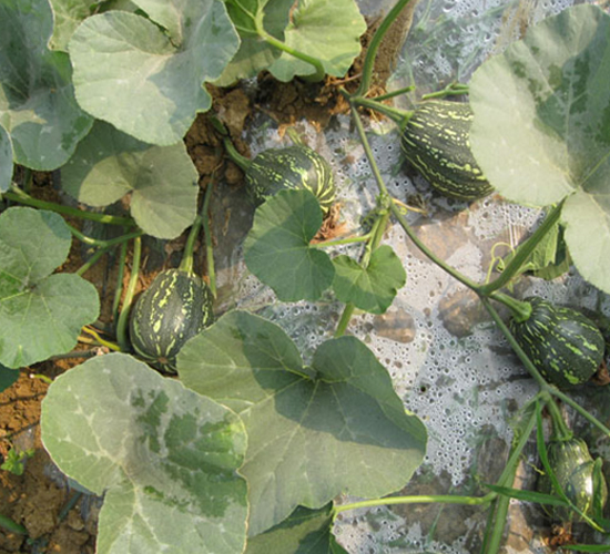 ���y����-�ϹϷN��-���y�ϲ�