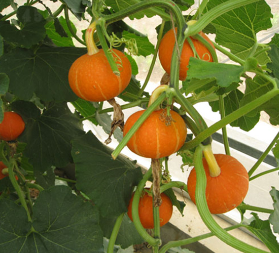 ��������-�ϹϷN��-���y�ϲ�