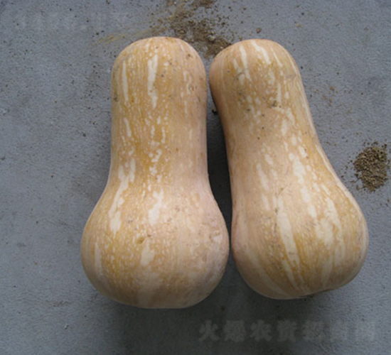 ����388-�ϹϷN��-���y�ϲ�