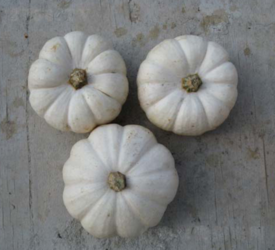 ���201-�ϹϷN��-���y�ϲ�