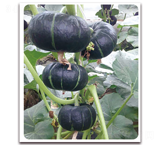 ����102-�ϹϷN��-���y�ϲ�