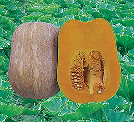 ����5671-�ϹϷN��-���y�ϲ�