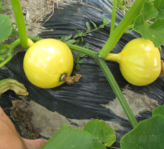 ������̖(h��o)-�ϹϷN��-���y�ϲ�