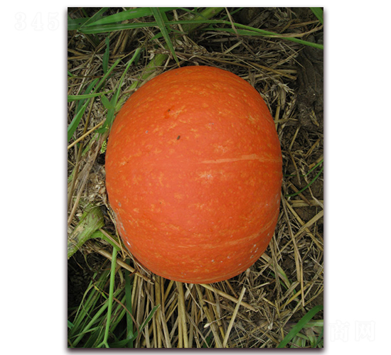 ������̖-�ϹϷN��-���y�ϲ�