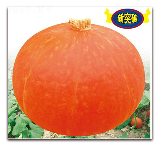 ���ζ�̖-�ϹϷN��-���y�ϲ�