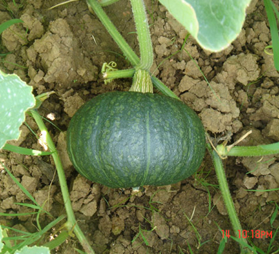 �ھ���̖-�ϹϷN��-���y�ϲ�