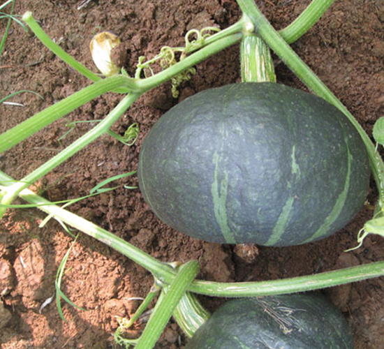 �ھ���̖-�ϹϷN��-���y�ϲ�