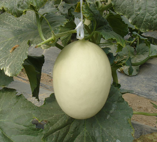 ������10̖-��ϷN��-���y�ϲ�