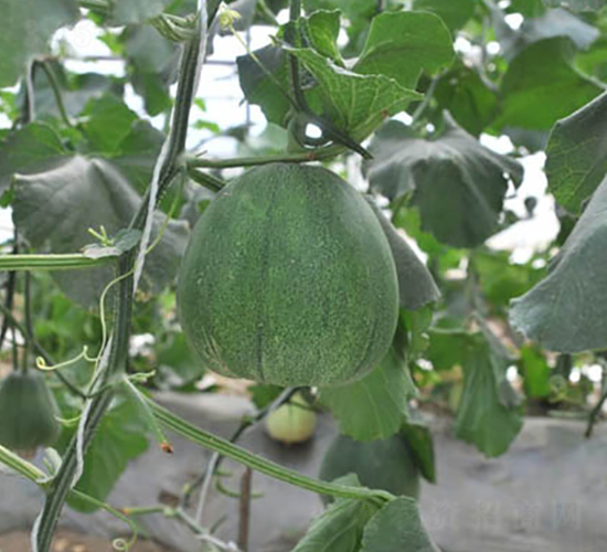 ������15̖-��ϷN��-���y�ϲ�