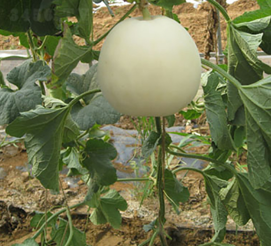 ������3̖(h��o)-��ϷN��-���y�ϲ�