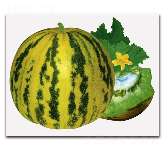 ������-��ϷN��-���y�ϲ�