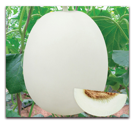 ������8̖(h��o)-��ϷN��-���y�ϲ�